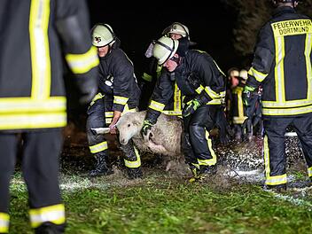 Feuerwehrleute tragen Schafe von einer &uuml;berfluteten Weide. &Uuml;ber 300 Tiere mussten die Einsatzkr&auml;fte retten. Foto: Marcel Kusch/dpa