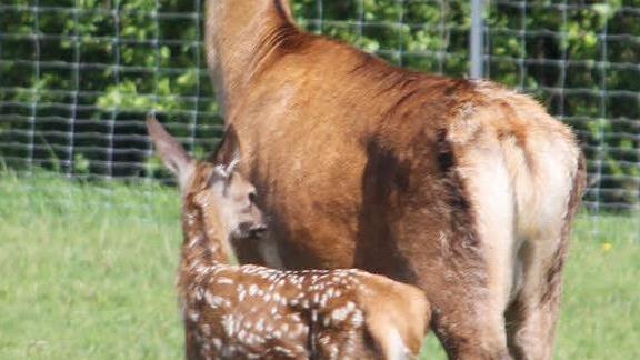 Das Kitz bleibt immer dicht bei seiner Mutter.   Foto: Friedwald Schedel