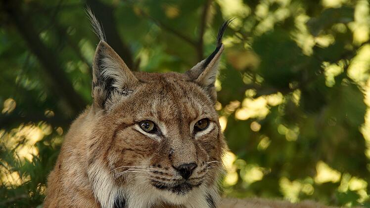 Der Luchs verschwand 1730 aus dem Frankenwald, jetzt ist er zurück.