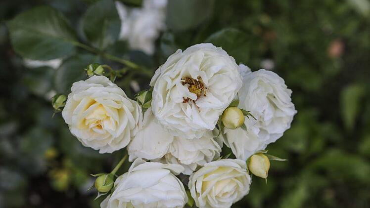 Impressionen aus Sonja Promeuschels Rosengarten Foto: Barbara Herbst