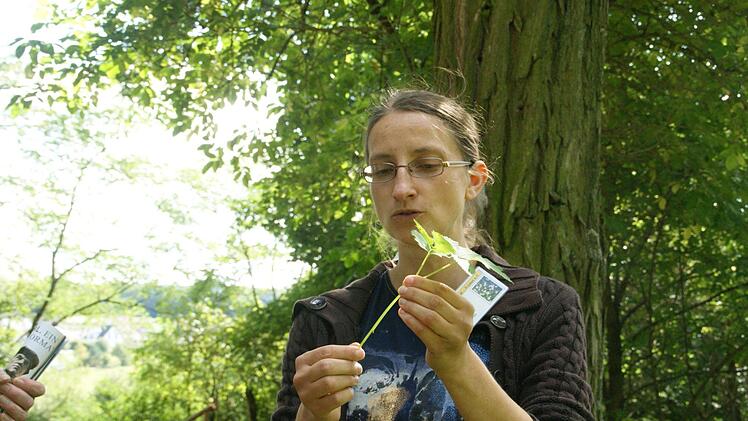 Wer über Giersch im Garten verzweifelt, sollte diesen verzehren. Das gemeinhin als Unkraut angesehene Kraut ist nämlich extrem gesund, erläuterte Silke Blakeley. Doch Achtung: Verwechslungsgefahr mit weniger gesunden Kräutern! Deshalb sollte man unbedingt auf den dreieckigen Stiel achten