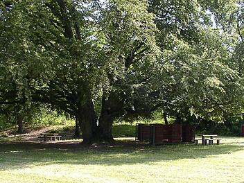 Bei der Hutbuche in Frauenroth handelt es sich um ein Naturdenkmal. Der Baum ist mehr als 300 Jahre alt und wird derzeit mit verschiedenen Maßnahmen stabilisiert. Foto: ArchivFrauenroth