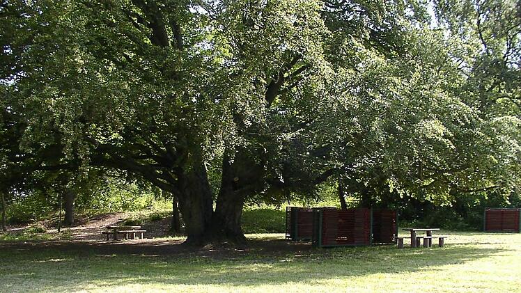 Bei der Hutbuche in Frauenroth handelt es sich um ein Naturdenkmal. Der Baum ist mehr als 300 Jahre alt und wird derzeit mit verschiedenen Maßnahmen stabilisiert. Foto: ArchivFrauenroth