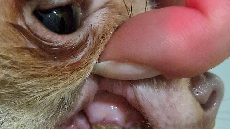 Tierheim Nürnberg: "Nächste Katastrophe" - 19 Chihuahuas aus Wohnung sichergestellt