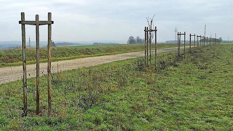 Die meisten Baumhalterungen entlang des Höhenwegs zwischen Lisberg und Schönbrunn-Grub sind leer. Foto: privat