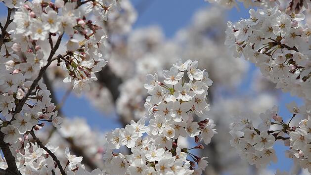 Deutschland erwartet "Turbo-Fr&uuml;hling": Wetter-Experte mit Ausblick auf kommende Wochen