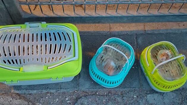 Tierheim Ansbach: Mitarbeiterin macht traurigen Fund - "feige und verantwortungslos"