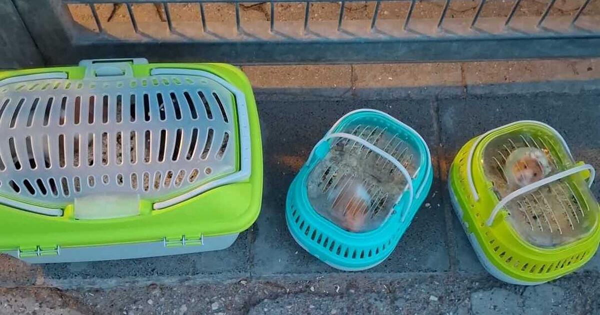 Tierheim Ansbach macht traurigen Fund - 'feige und verantwortungslos'