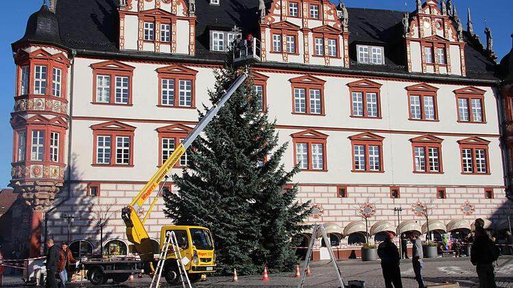Prachtexemplar: eine 13 Meter Blaufichte wird in diesem Jahr den Coburger Weihnachtsmarkt schmücken. Aufgestellt und geschmückt wurde der Baum am Montag. Foto: Jochen Berger