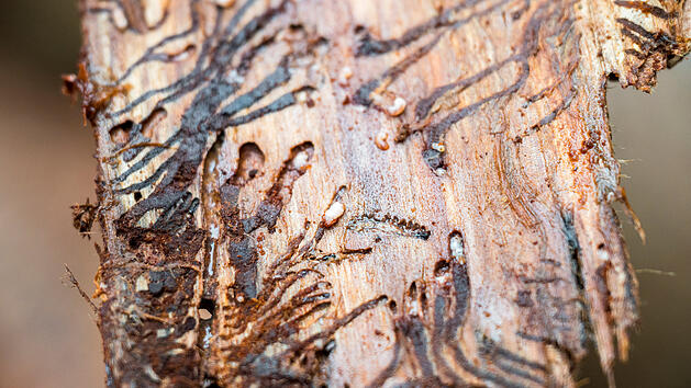 Borkenk&auml;fer-Taskforce im Frankenwald