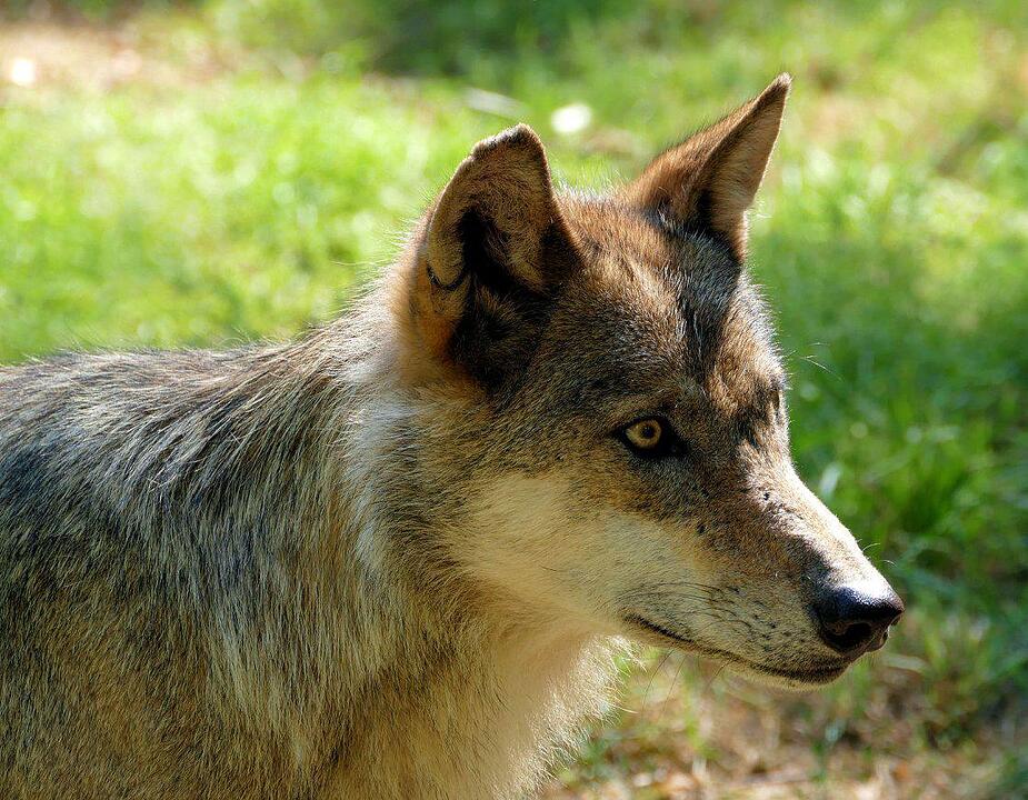 Ein Besuch im Wildtierpark Schloss Tambach. Danke an inFrankenPix-Nutzer herzolife!