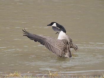 Gans, Kanada-Gans