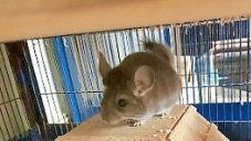 Wer hat Interesse an Tessa und Tosca? Foto: p