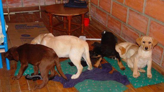 Unmenschlich, herzlos und grausam: Ein Tierarzt aus Kolumbien hat Hundewelpen über Jahre Drogenpäckchen in den Bauch operiert. Die Welpen wurden so als Drogen-Kuriere missbraucht. Foto: Uncredited/U.S. Drug Enforcement Administration/dpa