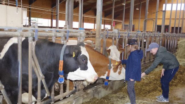 Für die Milchkühe im modernen Laufstall gab es Futter und jede Menge Streicheleinheiten.