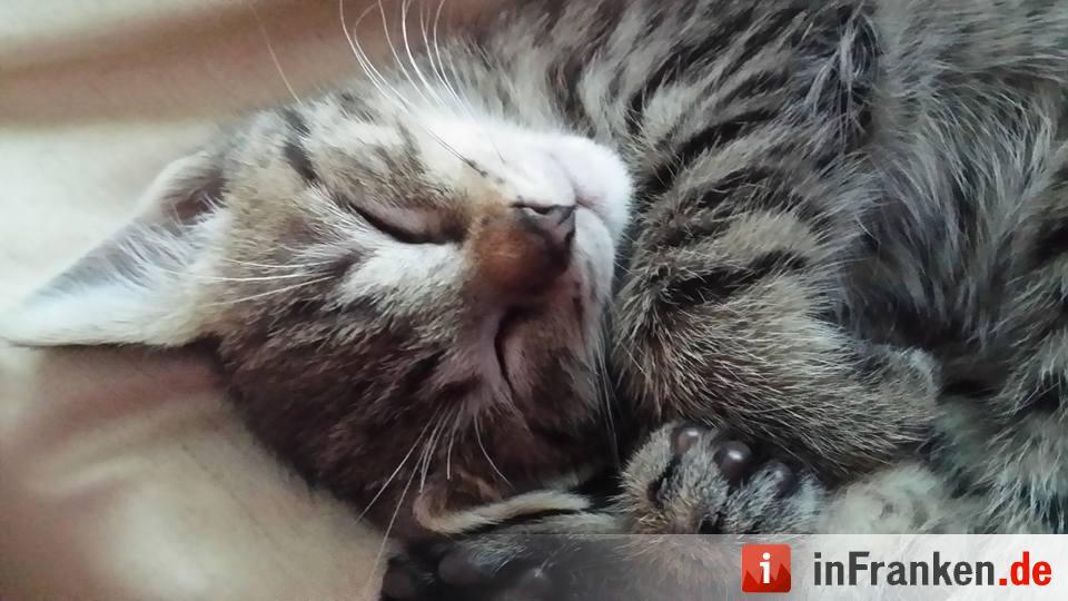 Die Katzen unserer Leser