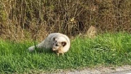 Ungew&ouml;hnlicher Tierfund im mittelfr&auml;nkischen Colmberg (Landkreis Ansbach). Die Polizei ermittelt: Wem geh&ouml;rt dieser Polarfuchs? Foto: Polizeiinspektion Ansbach