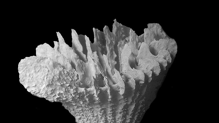 Neue Tiefseekoralle lebt nur auf Manganknollen