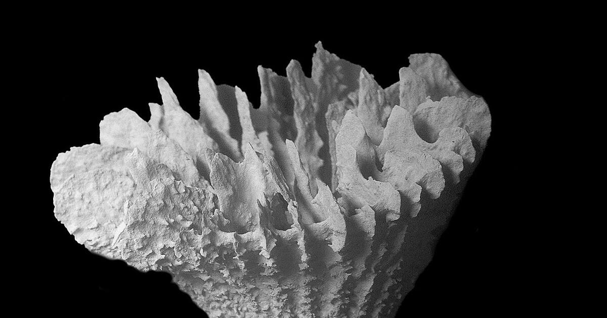Erstmals-Steinkorallen-auf-Manganknollen-entdeckt