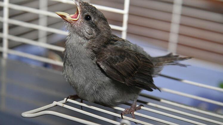Dieser Spatz ist mit wenigen Tagen aus dem Nest gefallen und hätte in freier Natur niemals überleben können.