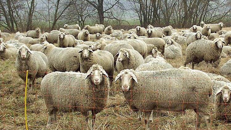 Eine Schafherde ähnliche wie diese beschäftigt die Amtsveterinäre immer wieder. Grund zur Beanstandung gibt es freilich nicht. Foto: Archiv/ra