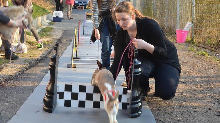 Tamara Werner trainiert mit ihrem Kaninchen vor dem Züchterheim in Weitramsdorf, wo gerade eine neue Kaninhop-Abteilung aufgebaut wird. Fotos: Rainer Lutz