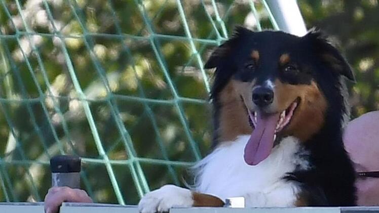 Halb Mensch, halb Hund - zumindest was die Pfoten angeht - ist dieser Zuschauer eines Fußballspiels der Kreisliga 1 ER/PEG. Sportfoto Zink