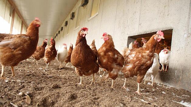 Die Anwohner bef&uuml;rchten, dass der geplante Stall eine Eierfabrik werden wird. Symbolfoto: privat