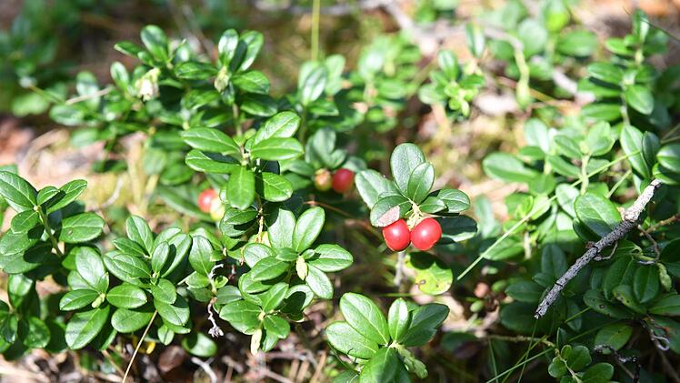 Wo Preiselbeeren wachsen, ist der Boden weniger nährstoffreich. Foto: Ronald Rinklef