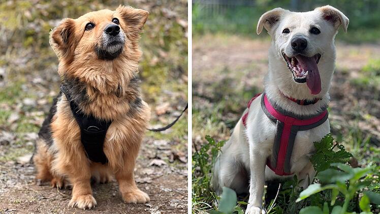 Tierheim Erlangen stellt besondere Hunde vor: "Wir sind die, die keine Anfragen haben"