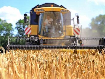 Trotz großer Maschinen und größerer Flächennutzung ist der Ernteertrag beim Sommerweizen geringer.  Foto: Uwe Anspach/dpa