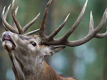 Foto: Patrick Pleul/dpa