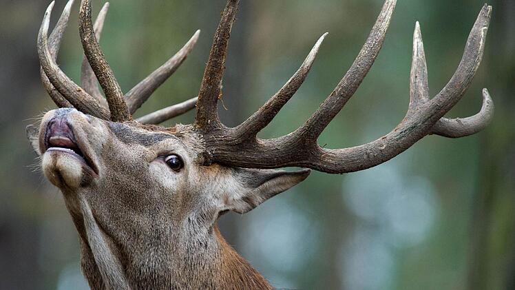 Foto: Patrick Pleul/dpa