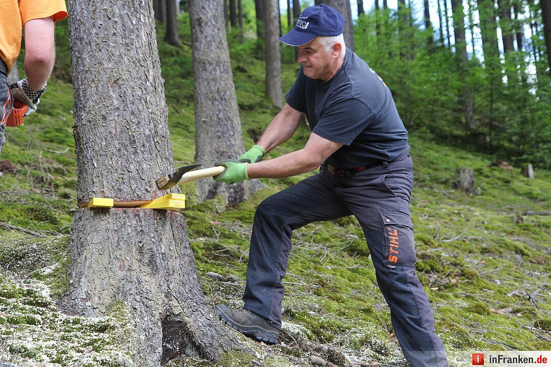 Voloprojekt: Baum fällt