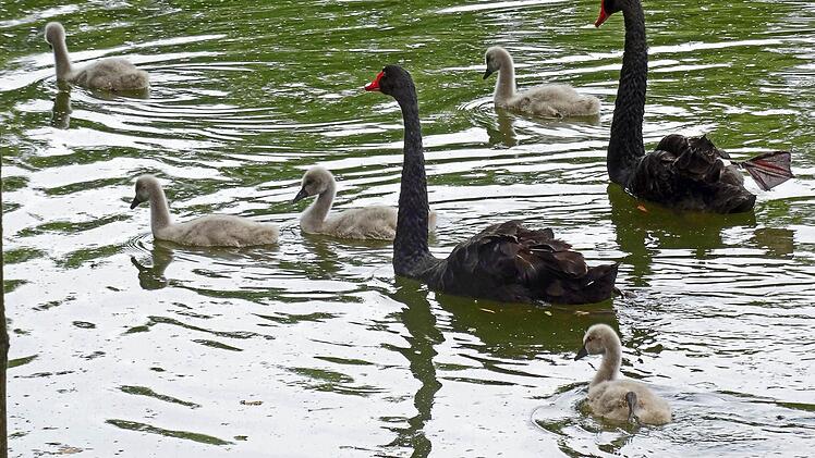 Ende Juni war der Nachwuchs der schwarzen Schwäne in der Rosenau schon erkennbar gewachsen.Foto: Jochen Berger