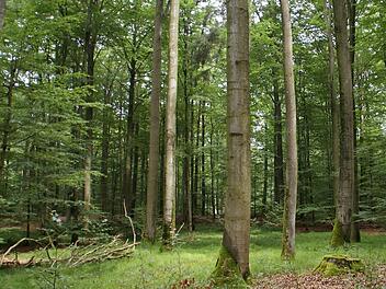 Waldbewirtschaftung ist eine Generationen-Aufgabe. Um die Entwicklung des Stadtwaldes besser im Blick zu behalten, beschloss der Stadtrat am Dienstag, durch die Waldinventarisation neue Daten zu erheben und das künftig alle zehn Jahre zu tun.  Foto: Sabine Weinbeer/Archiv