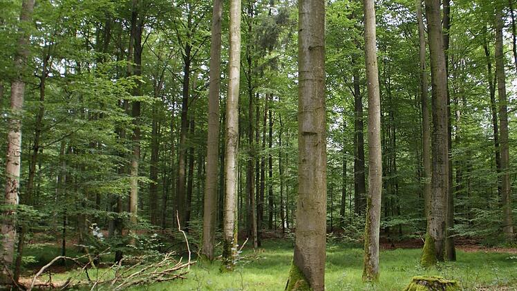 Waldbewirtschaftung ist eine Generationen-Aufgabe. Um die Entwicklung des Stadtwaldes besser im Blick zu behalten, beschloss der Stadtrat am Dienstag, durch die Waldinventarisation neue Daten zu erheben und das künftig alle zehn Jahre zu tun.  Foto: Sabine Weinbeer/Archiv