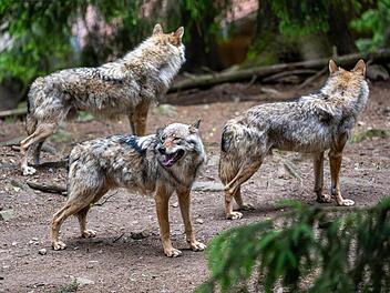 Vor allem Nutztierhalter und J&auml;ger in der Rh&ouml;n f&uuml;rchten, dass aus den vereinzelt nachgewiesenen W&ouml;lfen bald ganze Rudel werden. Hier spazieren einige Tiere im Bayerwald-Tierpark in Lohberg durchs Gehege. Foto: Armin Weigel/dpa