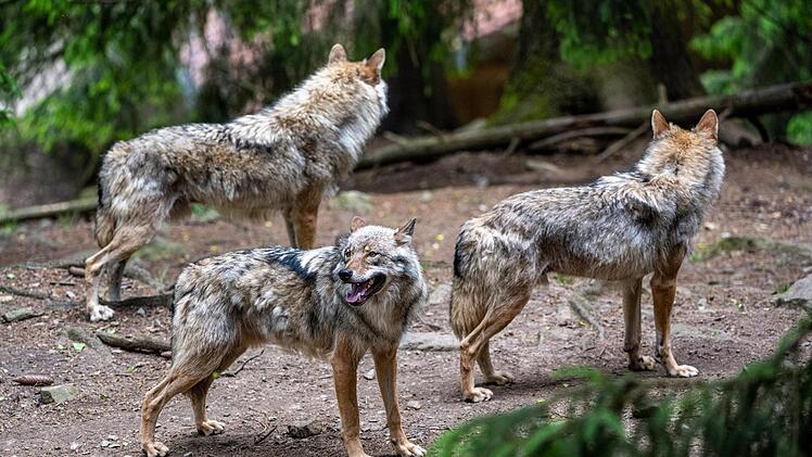 Vor allem Nutztierhalter und J&auml;ger in der Rh&ouml;n f&uuml;rchten, dass aus den vereinzelt nachgewiesenen W&ouml;lfen bald ganze Rudel werden. Hier spazieren einige Tiere im Bayerwald-Tierpark in Lohberg durchs Gehege. Foto: Armin Weigel/dpa