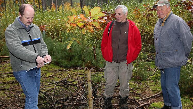 er Revierförster Wolfgang Weiß (Mitte) beobachtet die Aufforstungen, die Roland Hofmann (rechts) als Waldbesitzer in seinem Privatwald vorgenommen hat. So wurde der Fichtenbestand durch widerstandsfähigere Laubhölzer wie hier eine Traubeneiche ersetzt. Links im Bild: Oliver Kröner Leiter des Bereichs Forsten beim AELF Coburg. Foto: Klaus Gagel