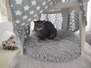 Deshalb muss Kater Baris dringend aus dem Tierheim Nürnberg raus
