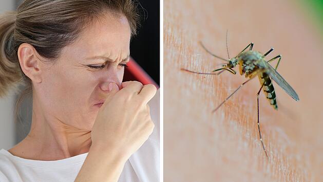 Mücken: Diese zwei Düfte hassen sie