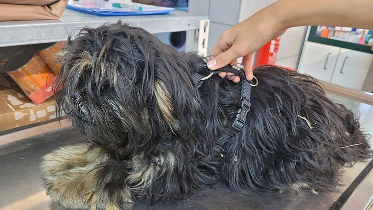 Tierheim Kulmbach: Acht verängstigte Hunde ausgesetzt - "um sich geschnappt und gebissen"