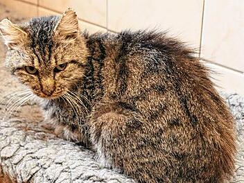 Schmusekater sucht ein Zuhause