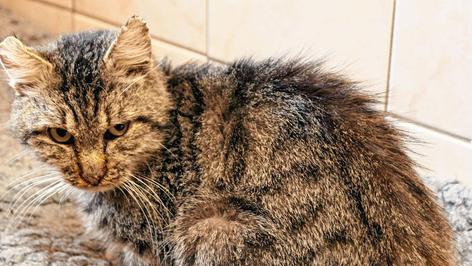 Schmusekater sucht ein Zuhause