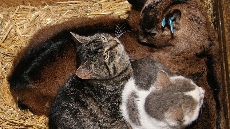 Der Ziegennachwuchs knuddelt noch mit den Katzen. Den Zicklein macht die Zeitumstellung nichts aus, denn Futter gibt es immer...