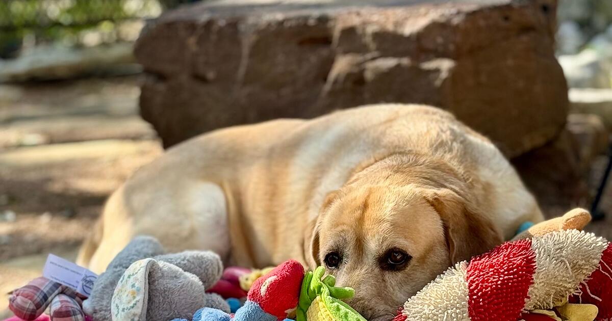 Gespitzte-Ohren-Hunde-k-nnen-Spielzeugnamen-erlauschen