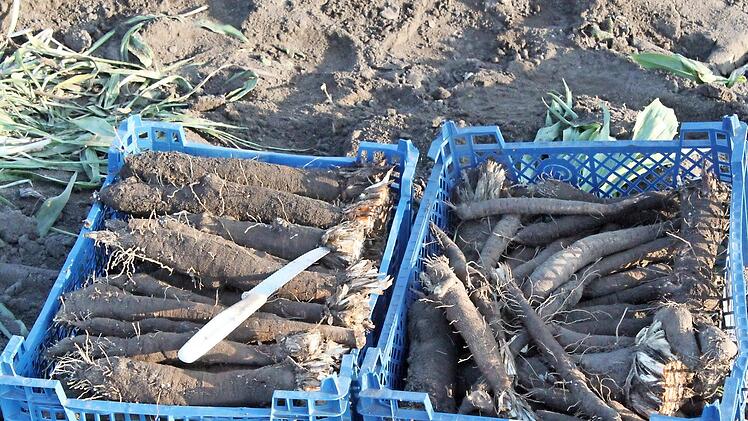 Georg Demuth hatte ein gutes Schwarzwurz-Jahr: Die Knollen sind besonders dick geraten. Der Boden ist sandig, ideal f&uuml;r das Wintergem&uuml;se.  Foto: Markus Klein