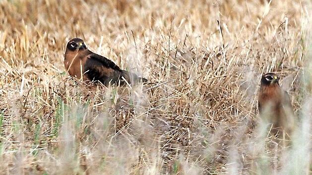 Erstmals konnte eine erfolgreiche Brut der Wiesenweihe im Coburger Land nachgewiesen werden. Foto: Reiner Hermes