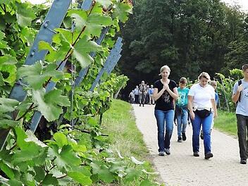 Durch die Weinberge führte die "Fünf-Sterne"-Wanderung, vorbei an Rebstöcken, die einen vielversprechenden Jahrgang tragen. Die Weinlese war am Samstag schon im vollen Gange.
